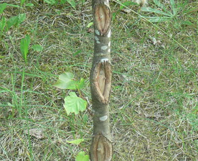 CYTOSPOROZA