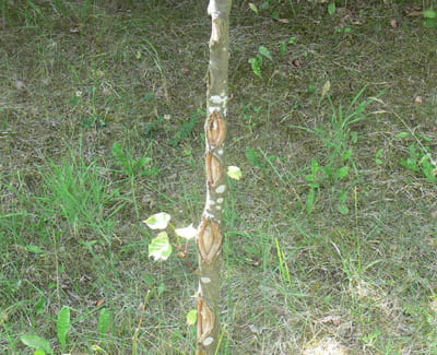 CYTOSPOROZA_2