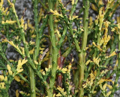 PHOMOPSIS