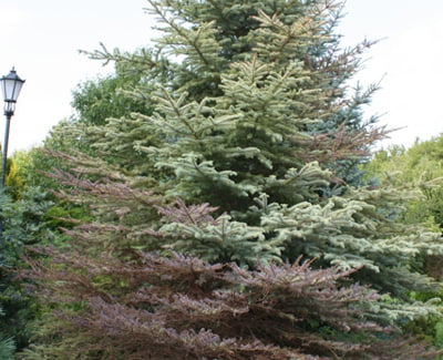 PHYTOPHTHORA