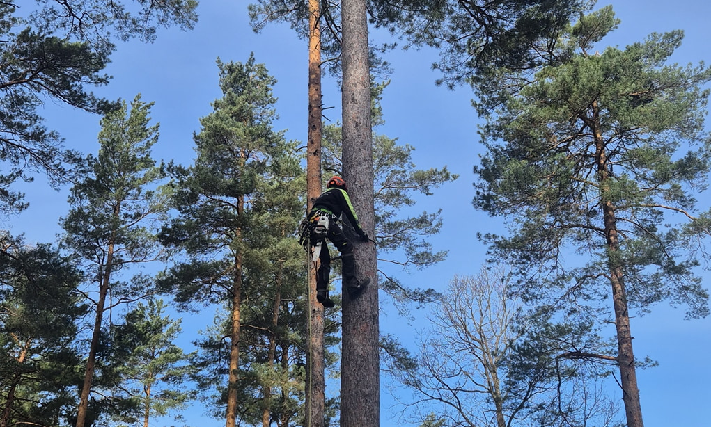EAC European tree worker