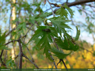 OPUCHLAK_4 