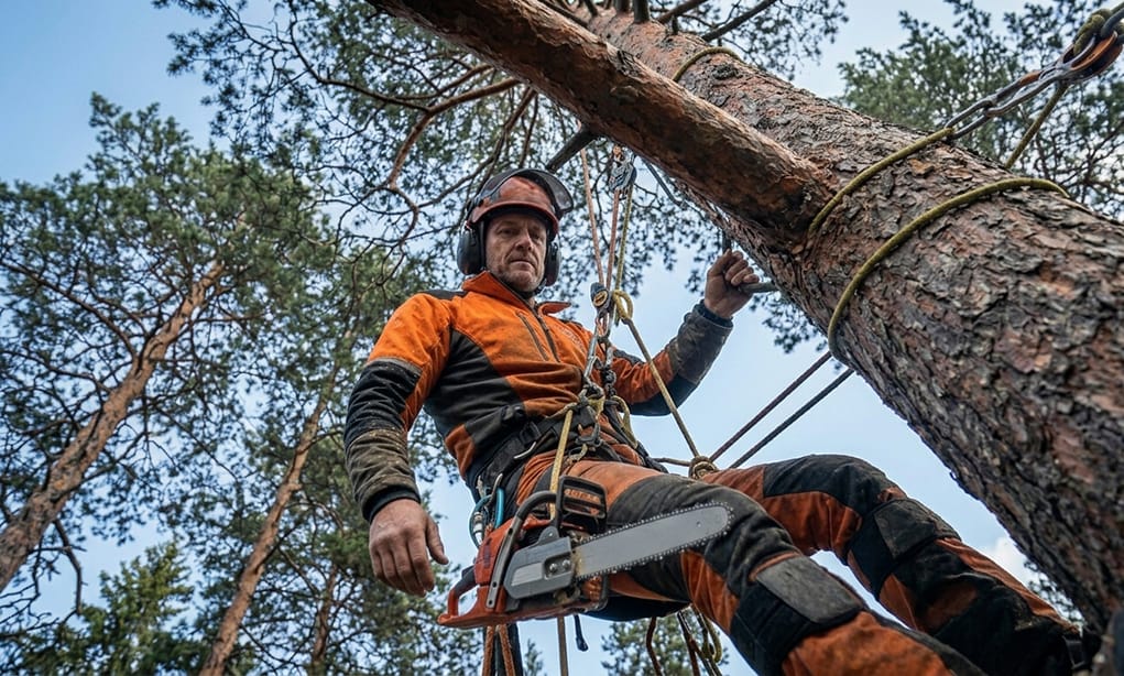 Wycinka alpinistyczna drzew